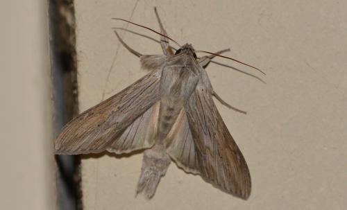 Cucullia umbratica